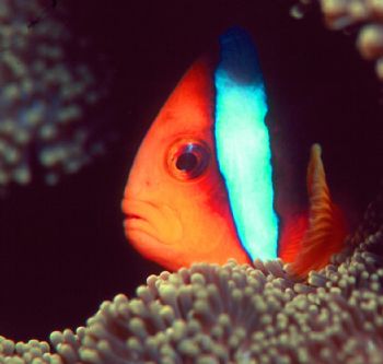 Sad Clown.  Photo taken in Fiji with housed N90s, 105mm l... by Beverly J. Speed 